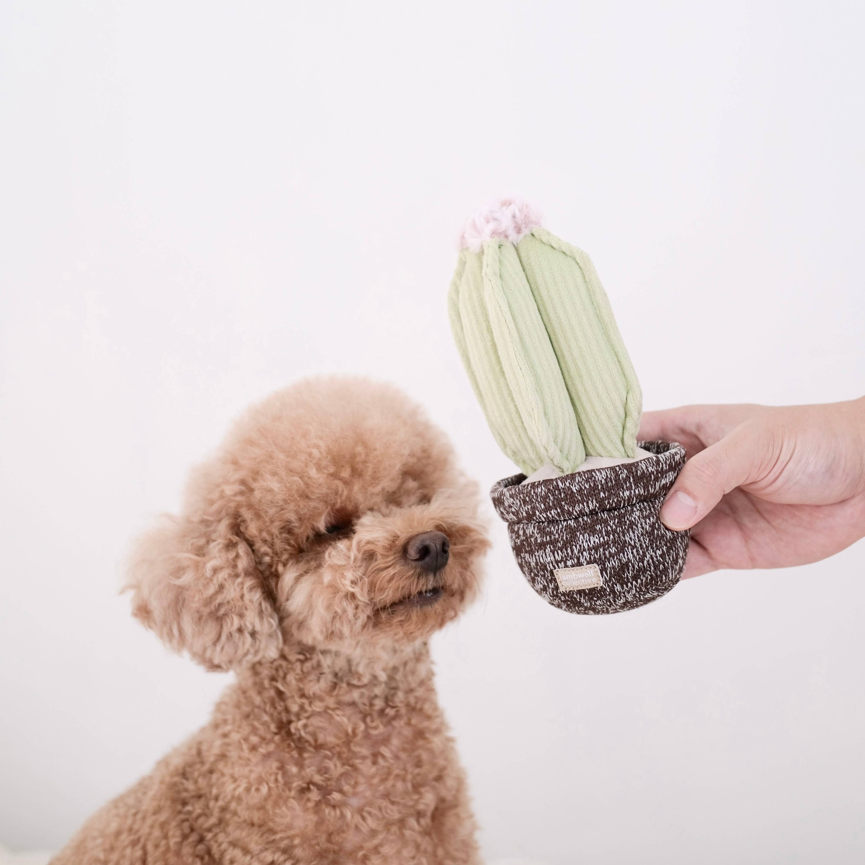 CACTUS Dog Toy – The Raw Pet Company - Main Image
